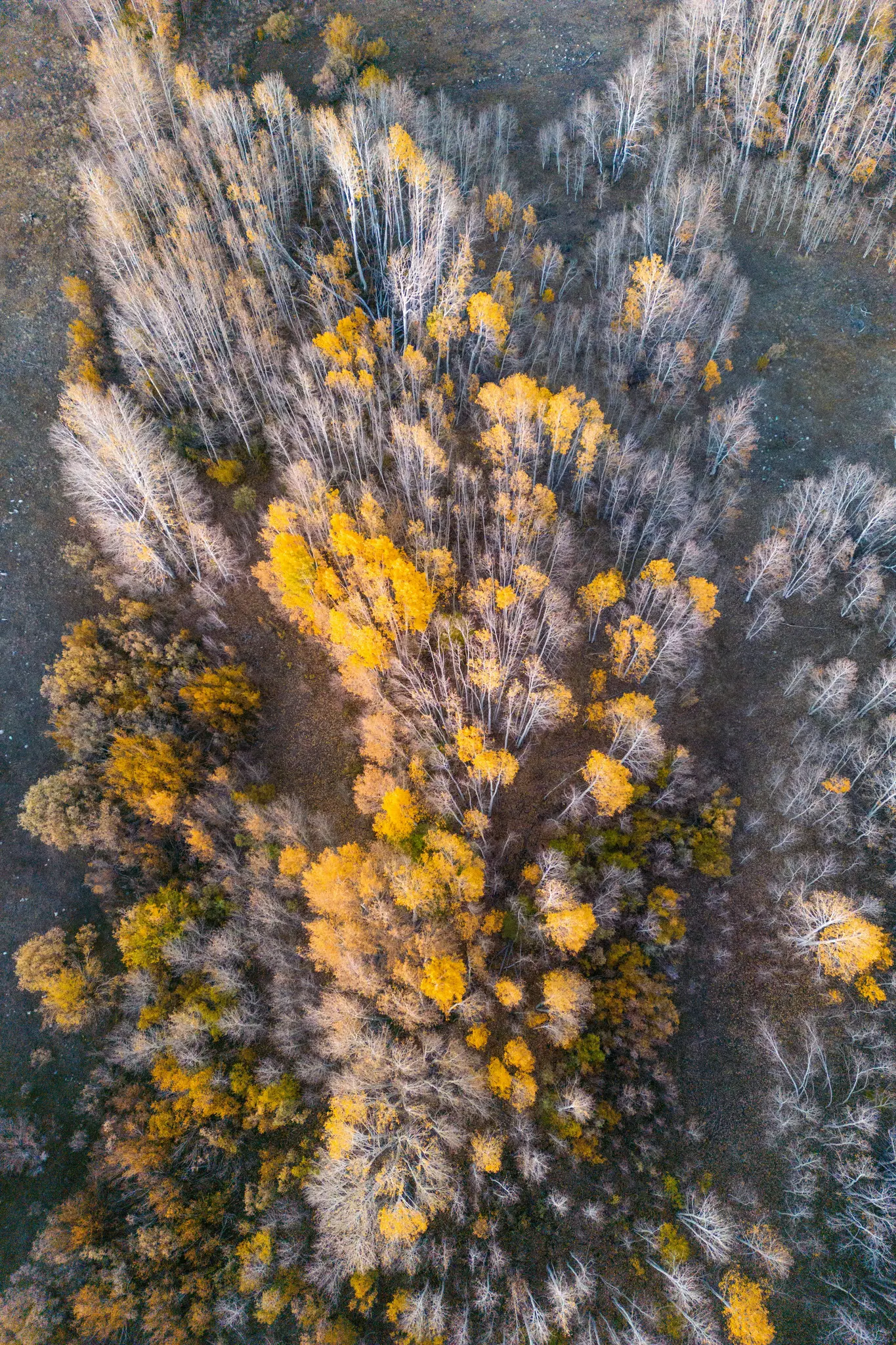 Een luchtfoto van een dicht bos in de herfst, met een mix van bomen met heldere goudgele bladeren en kale…