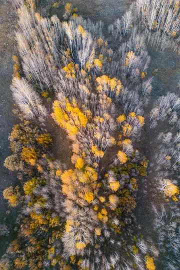 En flygbild av en tät skog på hösten, med en blandning av träd med klargula gyllene löv och kala…