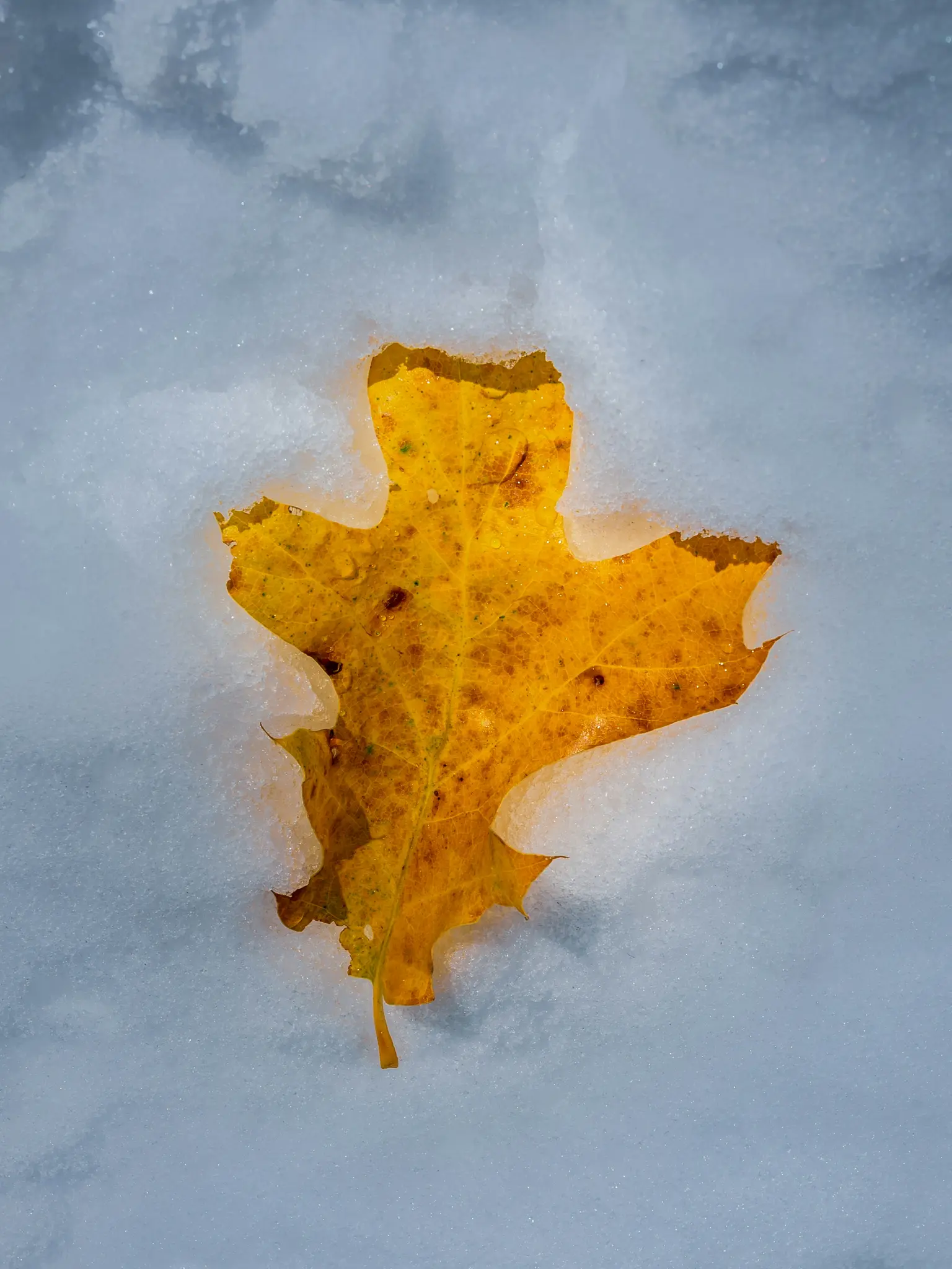 Een levendig geel esdoornblad, met enkele bruine vlekken, ligt gedeeltelijk bedekt en omgeven door witte, korrelige sneeuw.