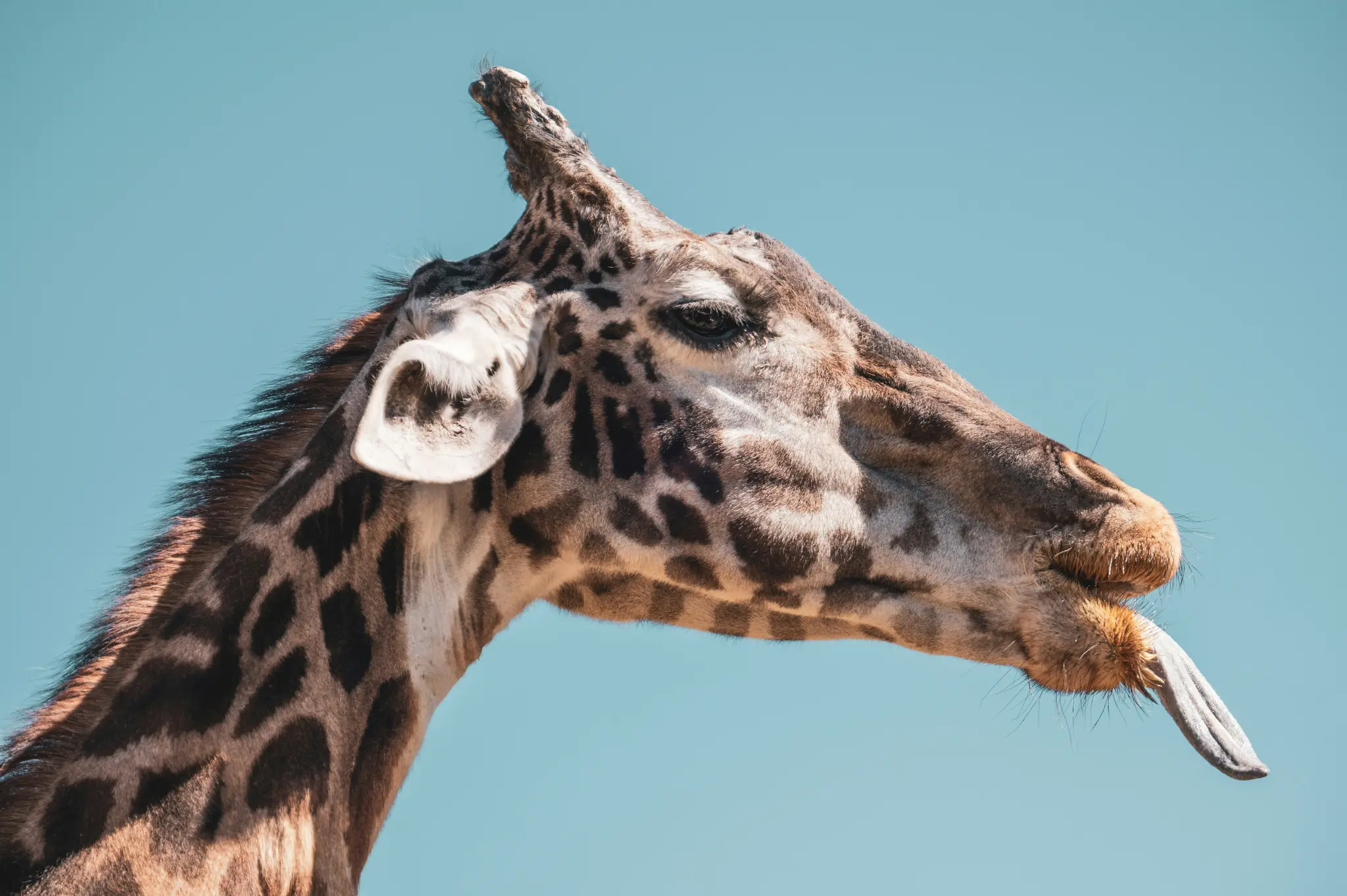 Nahaufnahme des Kopfes und oberen Halses einer Giraffe vor einem strahlend blauen Himmel. Die Giraffe hat ihre Zunge