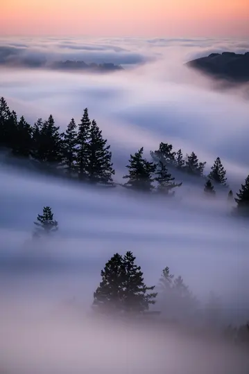 Een luchtfoto van een dicht bos met donkere groenblijvende bomen die door een dikke, stromende laag witte en paarse mist