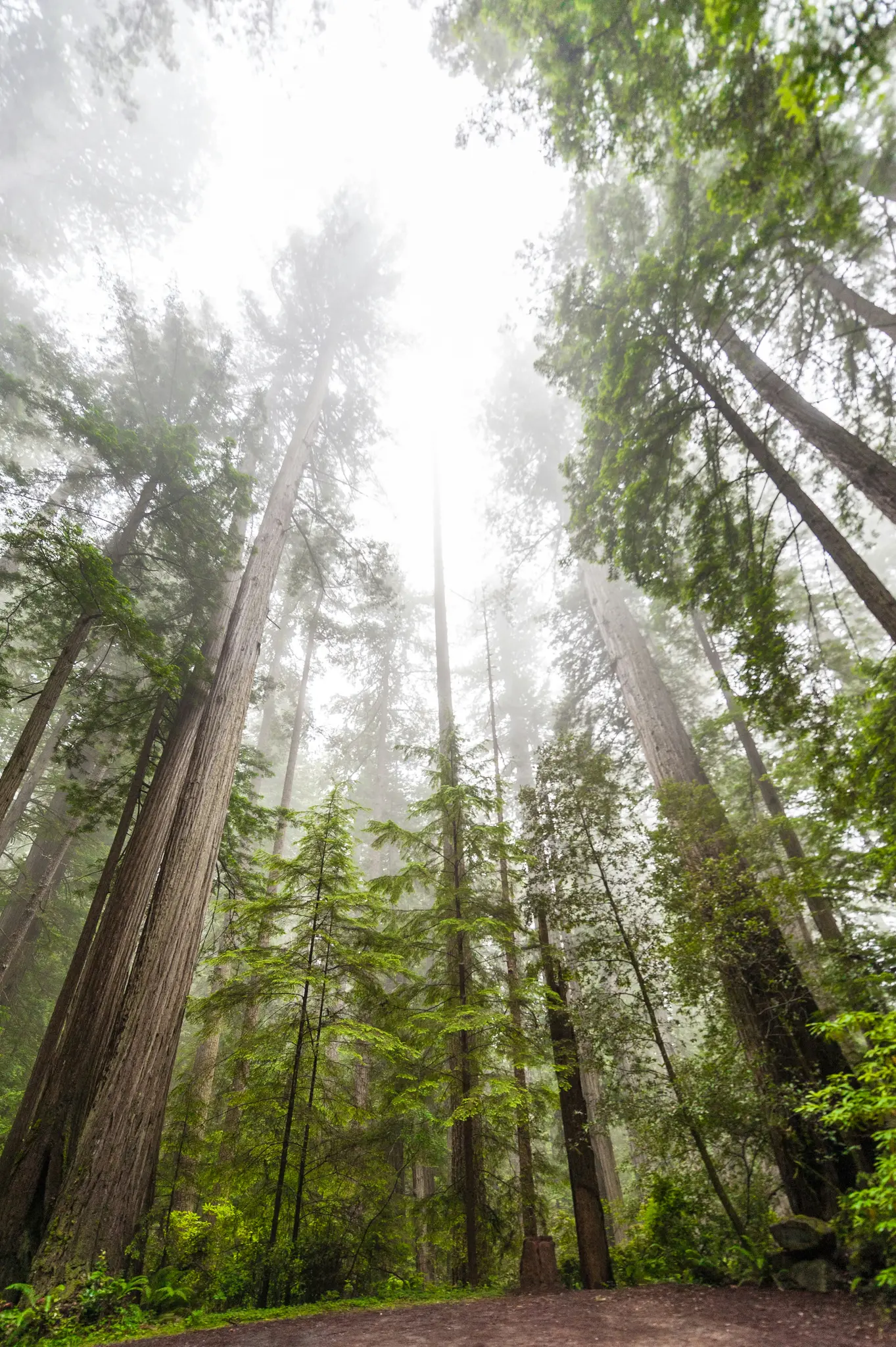 Een opname vanuit een lage hoek in een dicht bos van torenhoge bomen, waarvan de toppen verdwijnen in een heldere, mistige