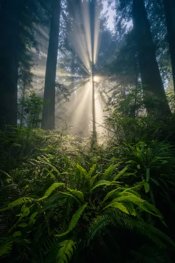 Gouden zonnestralen dringen door een mistig, donker bos en verlichten varens en ondergroei op de bosbodem.