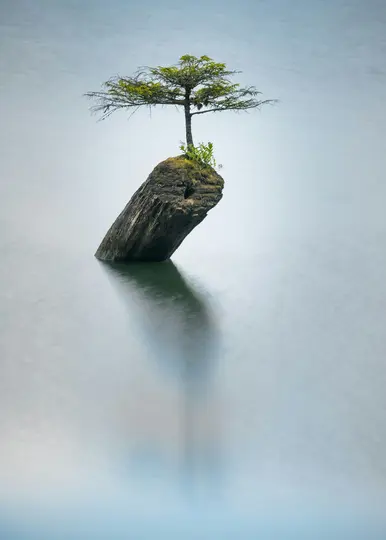 Un pequeño árbol de hojas verdes crece sobre un tronco cubierto de musgo que está parcialmente sumergido en agua quieta, de