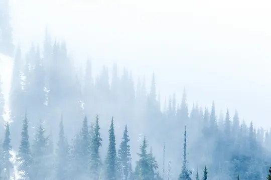 Un denso bosque de coníferas envuelto en espesa niebla, creando un paisaje suave y etéreo con tonos azules y verdes apagados…