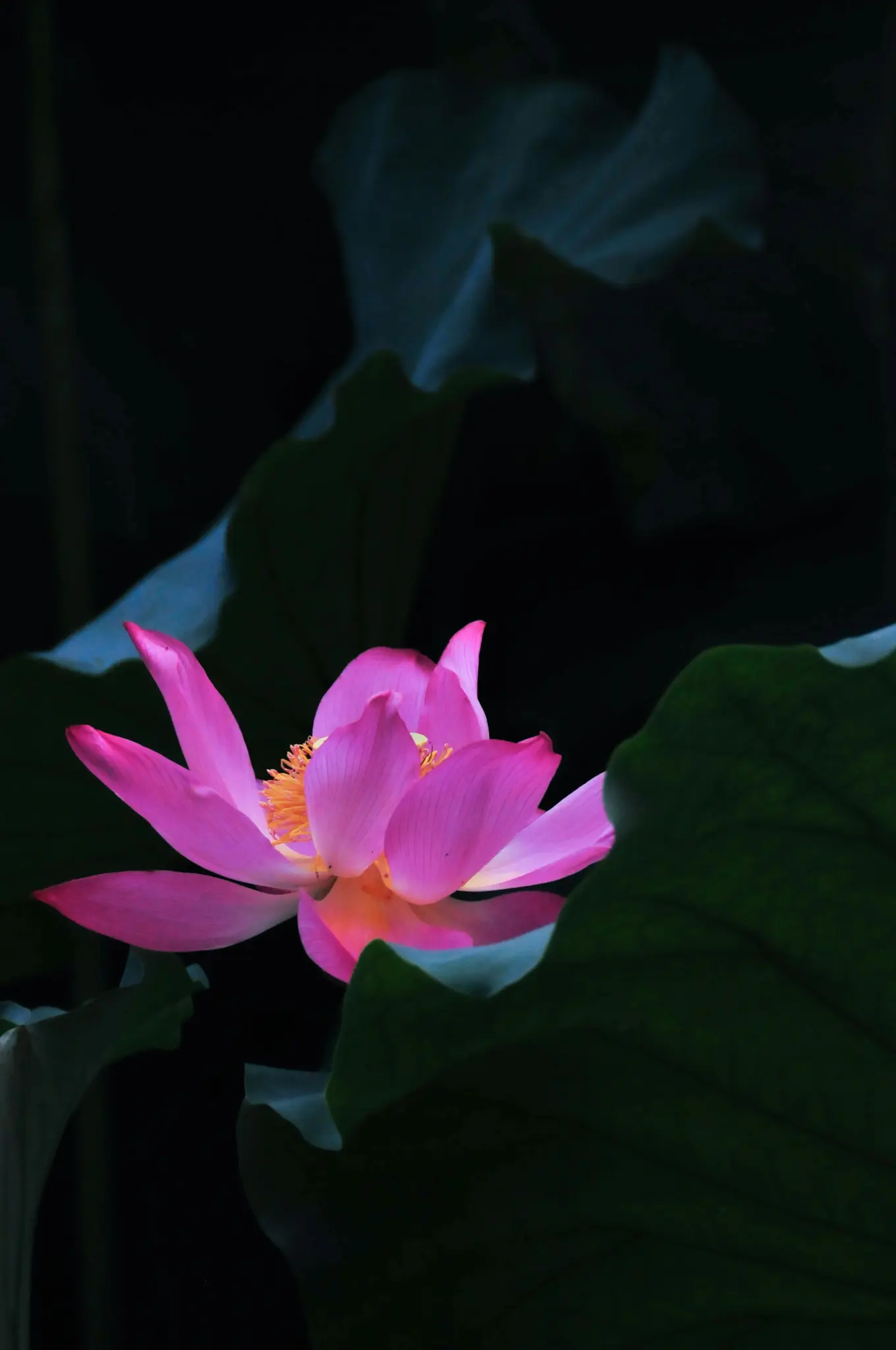 Nahaufnahme einer leuchtend pinken Lotusblume mit gelben Staubgefäßen, teilweise verdeckt von großen, dunkelgrünen Blättern