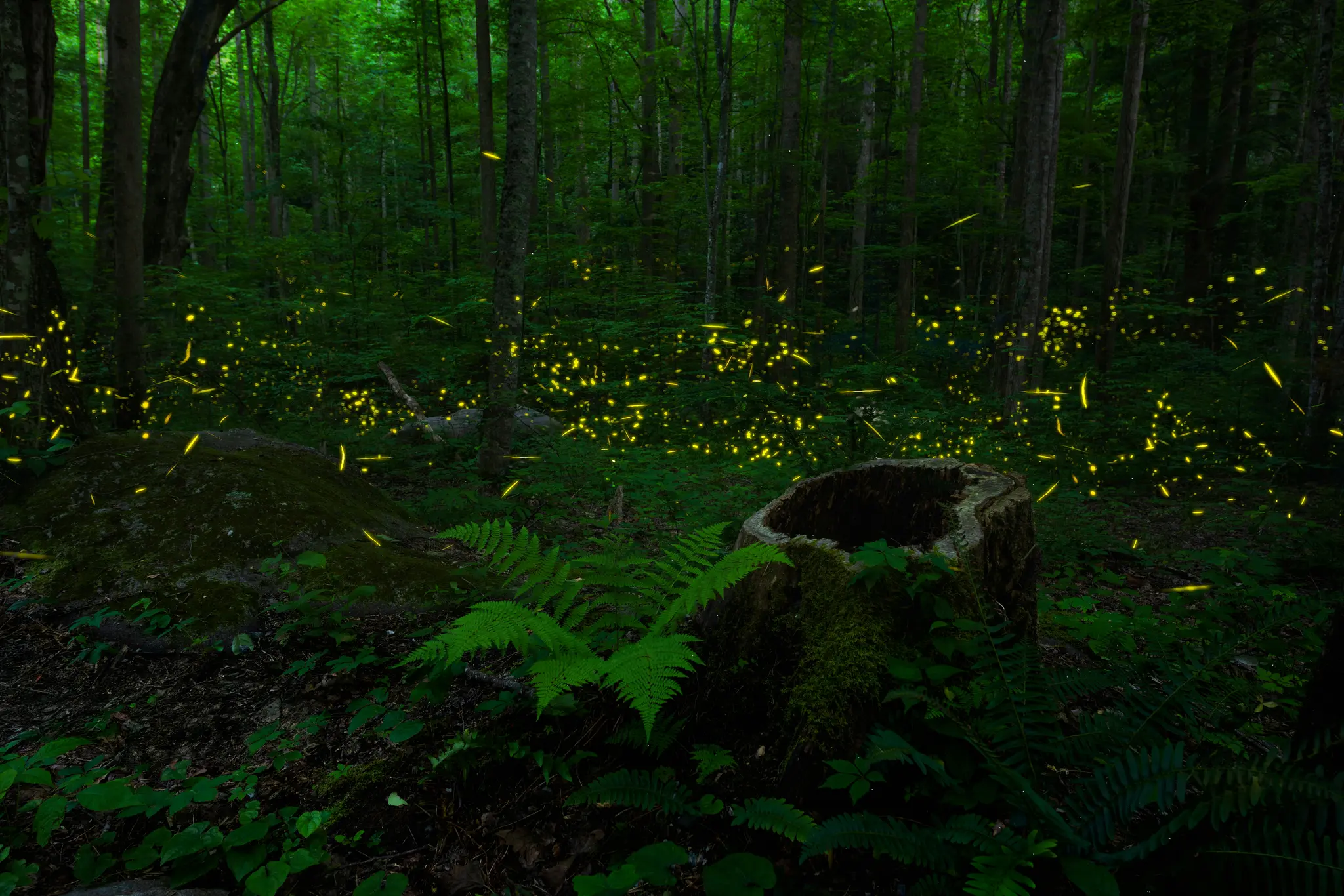 Ein dunkler Wald bei Nacht, beleuchtet von Hunderten von leuchtenden gelb-grünen Glühwürmchen, die über die Bäume verstreut