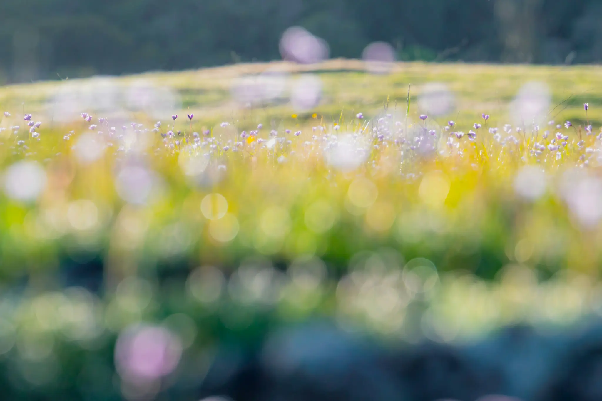 Ein weichgezeichnetes Bild eines Feldes mit kleinen lila und gelben Wildblumen, mit zahlreichen Bokeh-Lichtkreisen.