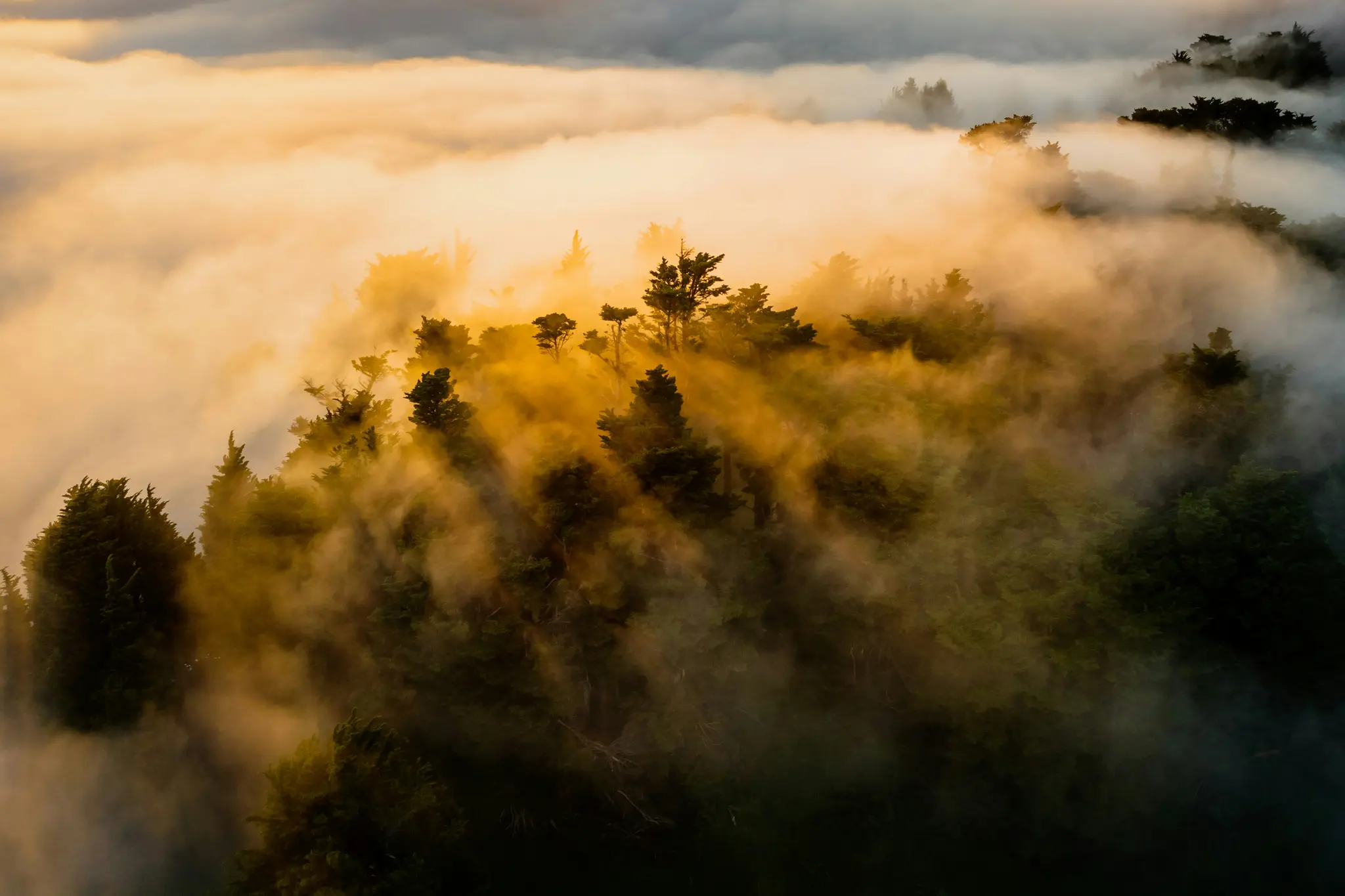Een luchtfoto van een dicht groenblijvend bos gedeeltelijk bedekt met een dikke laag gouden mist en wolken.