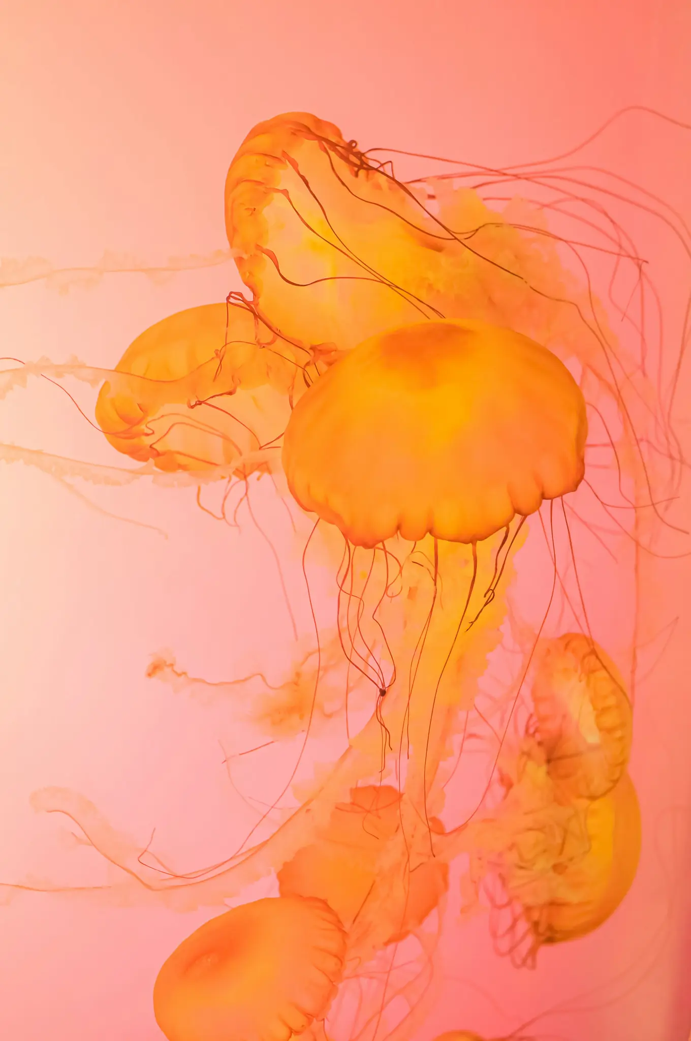 Nahaufnahme von mehreren orangefarbenen und gelben Quallen mit langen, fließenden Tentakeln, die in einem beleuchteten Wasser