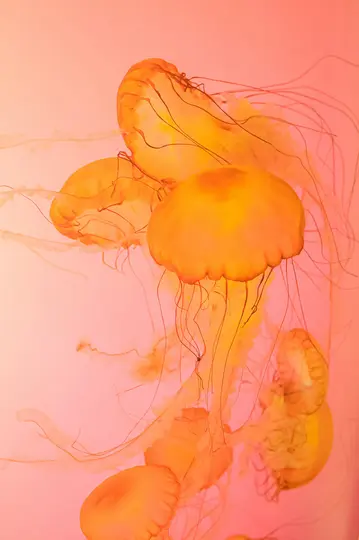 Gros plan sur plusieurs méduses orange et jaunes aux longs tentacules flottants, nageant dans une eau illuminée par...