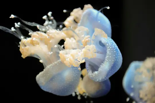 Primer plano de varios organismos azul y naranja parecidos a medusas con manchas blancas y tentáculos, sobre un fondo negro