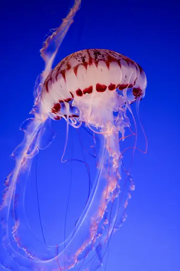 Une méduse blanche avec des marques rouge foncé sur sa cloche et de longs tentacules fluides flotte sur un fond bleu vibrant.