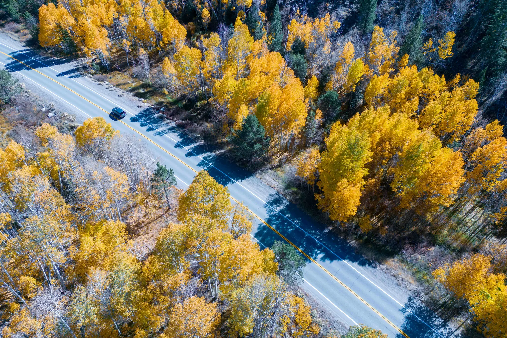 Eine Luftaufnahme zeigt ein dunkles Auto, das auf einer kurvenreichen Straße durch einen lebendigen Herbstwald mit goldenen