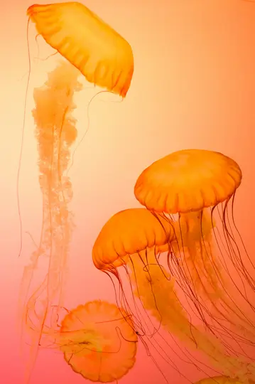 Cuatro medusas naranjas translúcidas con largos y fluidos tentáculos flotan contra un vibrante fondo degradado de naranja que