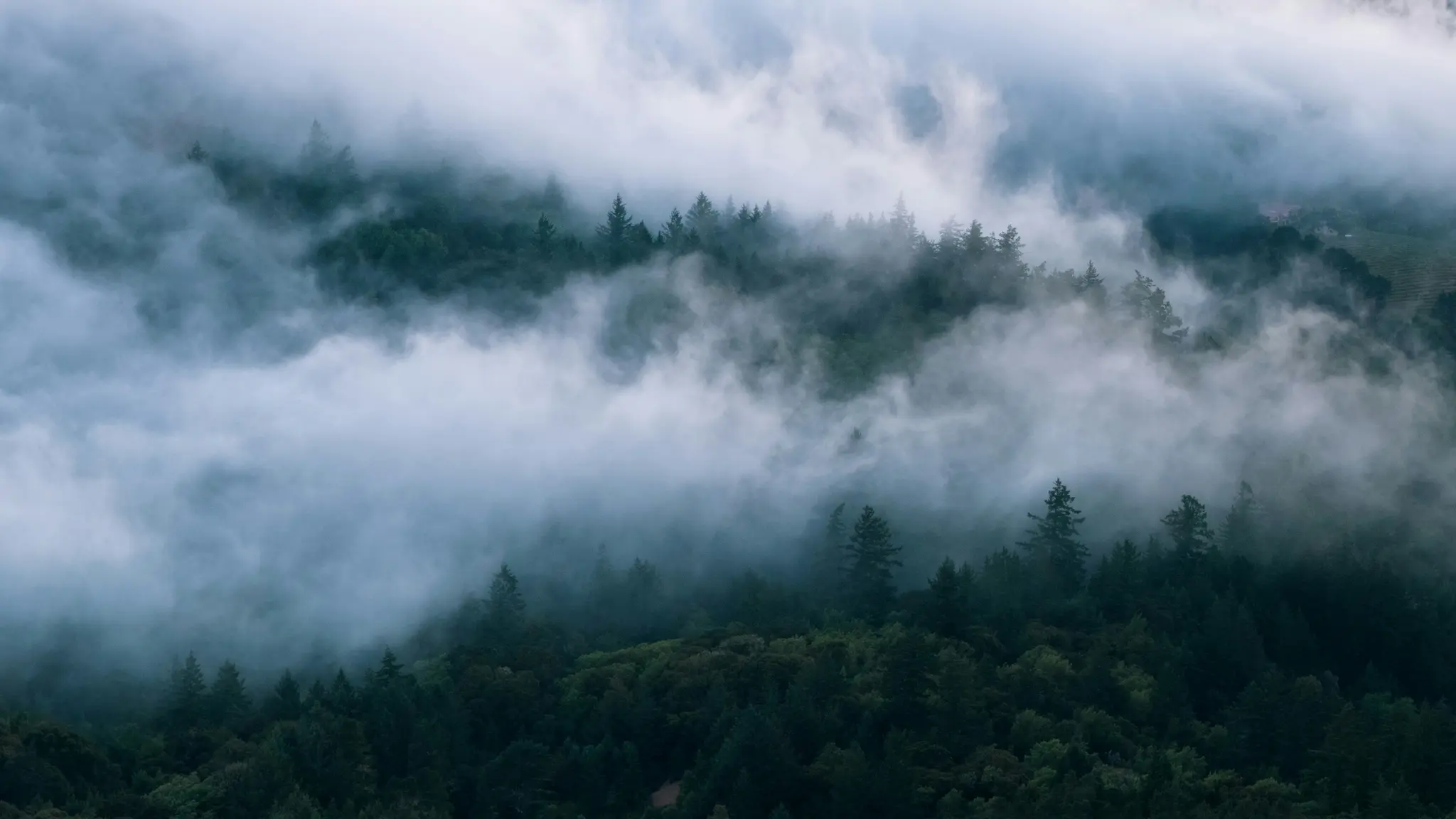 Een dicht bos met donkergroene bomen gedeeltelijk verborgen door dichte witte en grijze mist en wolken, wat een mysterieuze