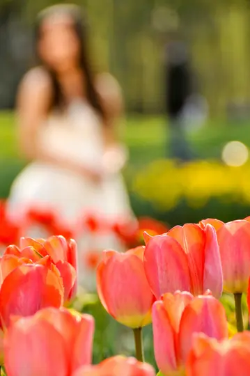 Un primer plano de vibrantes tulipanes rojos y rosas en primer plano, con una figura suavemente borrosa de una persona con un