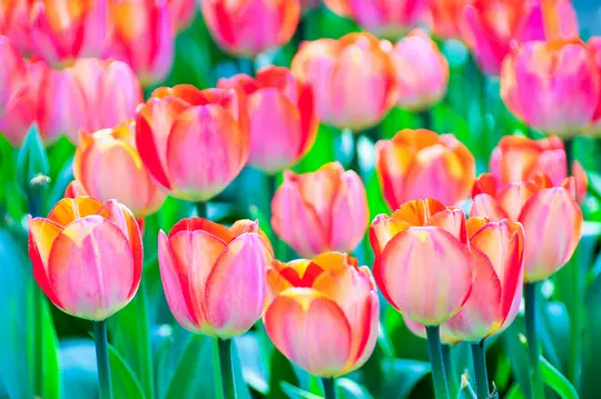 Gros plan sur de nombreuses tulipes roses et oranges avec des tiges vertes, remplissant le cadre. L'arrière-plan est flou.