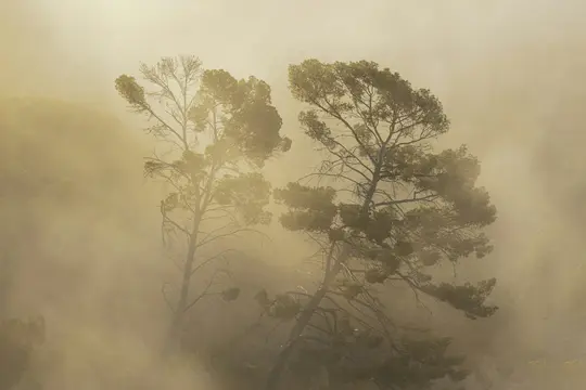 Due pini con tronchi scuri e fogliame verde sono parzialmente visibili attraverso una densa nebbia giallo dorata.