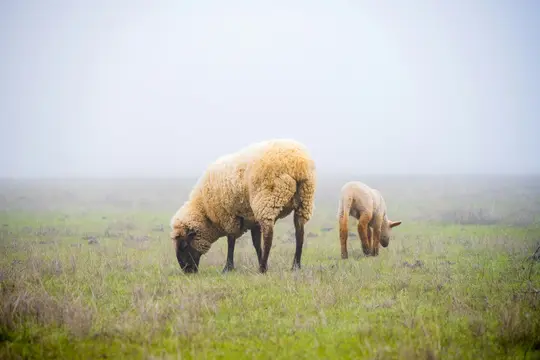 O oaie mare cu lână maro deschis și un miel mai mic cu lână mai deschisă pasc pe un câmp verde și maro pe vreme foarte