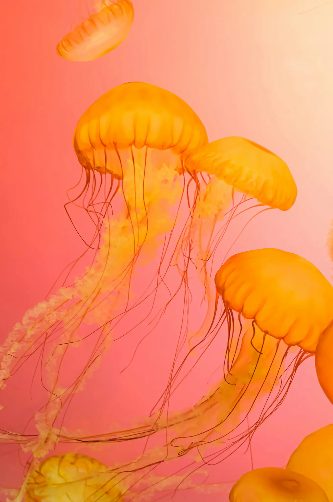 Nahaufnahme, vertikales Bild von mehreren orangefarbenen Quallen mit langen, fließenden Tentakeln vor einem lebendigen
