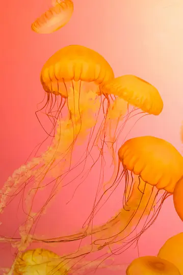 Un primer plano, toma vertical de varias medusas naranjas con tentáculos largos y fluidos contra un vibrante fondo rosa y