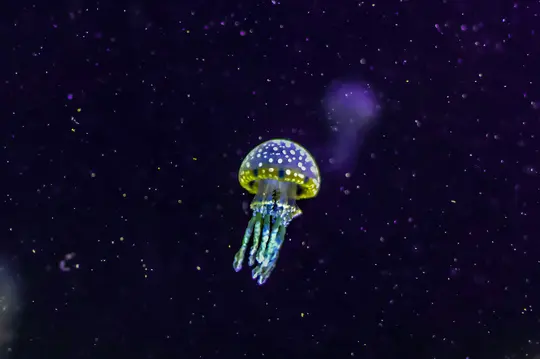 Une méduse vibrante avec une cloche violette bordée de jaune couverte de points blancs et des tentacules bleu-vert flotte