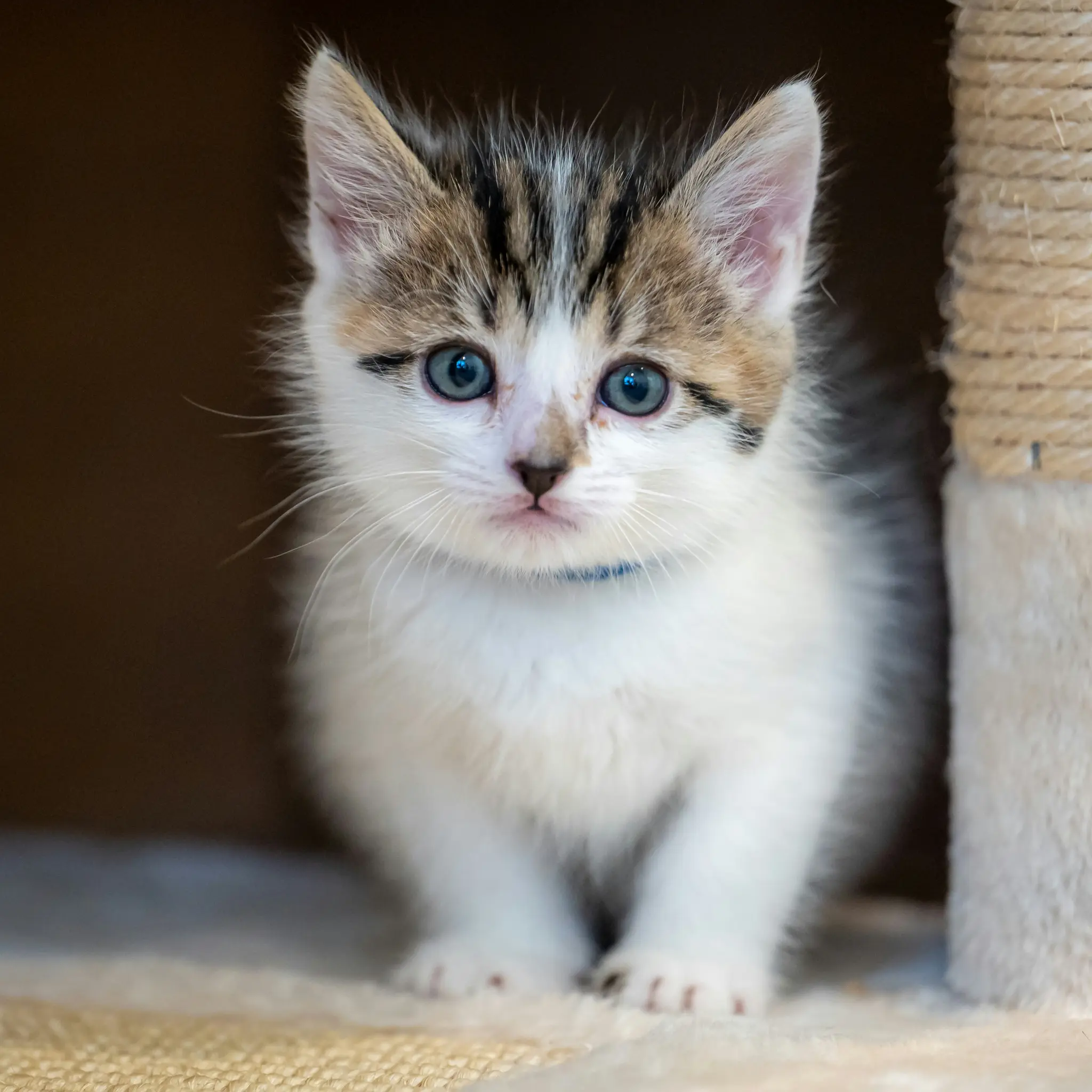 Een pluizig wit, bruin en zwart gestreept kitten met helderblauwe ogen en een kleine blauwe halsband staart intens naar de