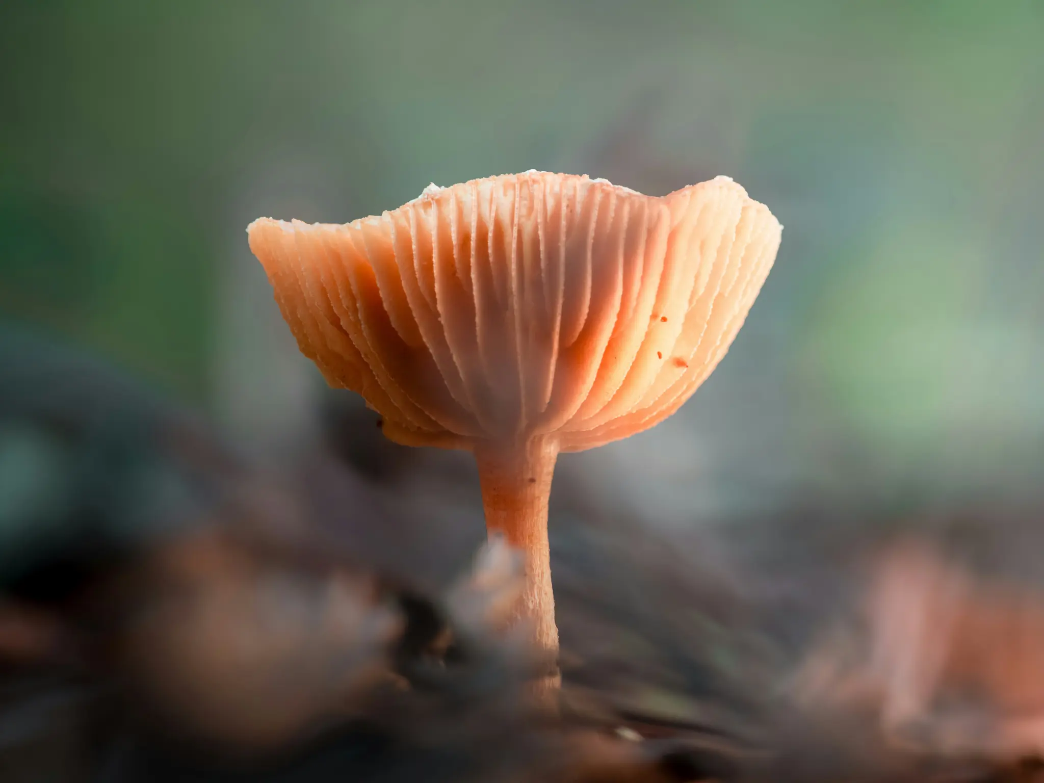 Makroaufnahme eines einzelnen orangefarbenen Pilzes mit geripptem Hut und sichtbaren Lamellen, der sanft vor einem