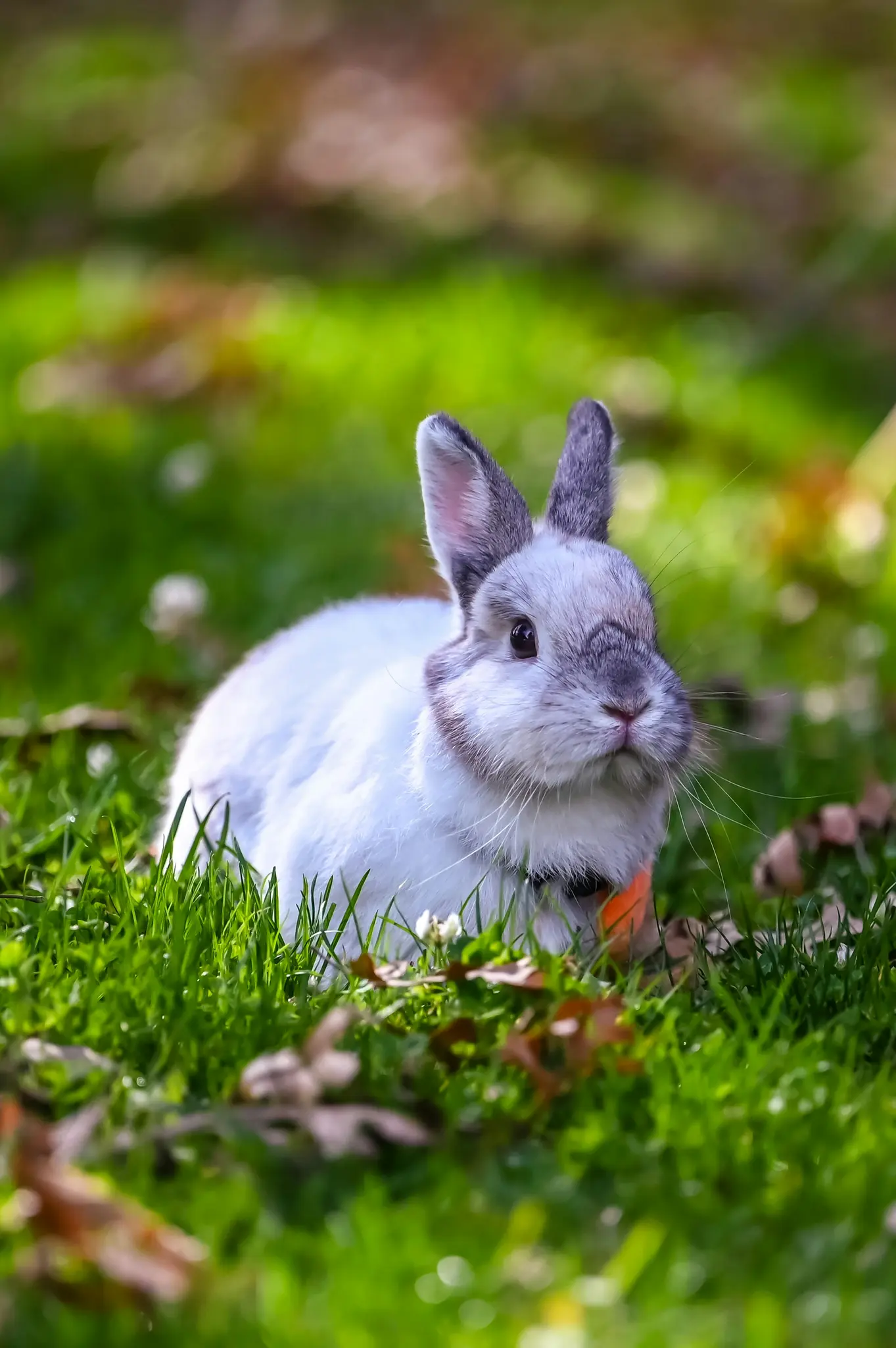 Een klein wit-grijs konijn met een oranje halsband zit in levendig groen gras en kijkt vooruit. Bruine, gevallen bladeren