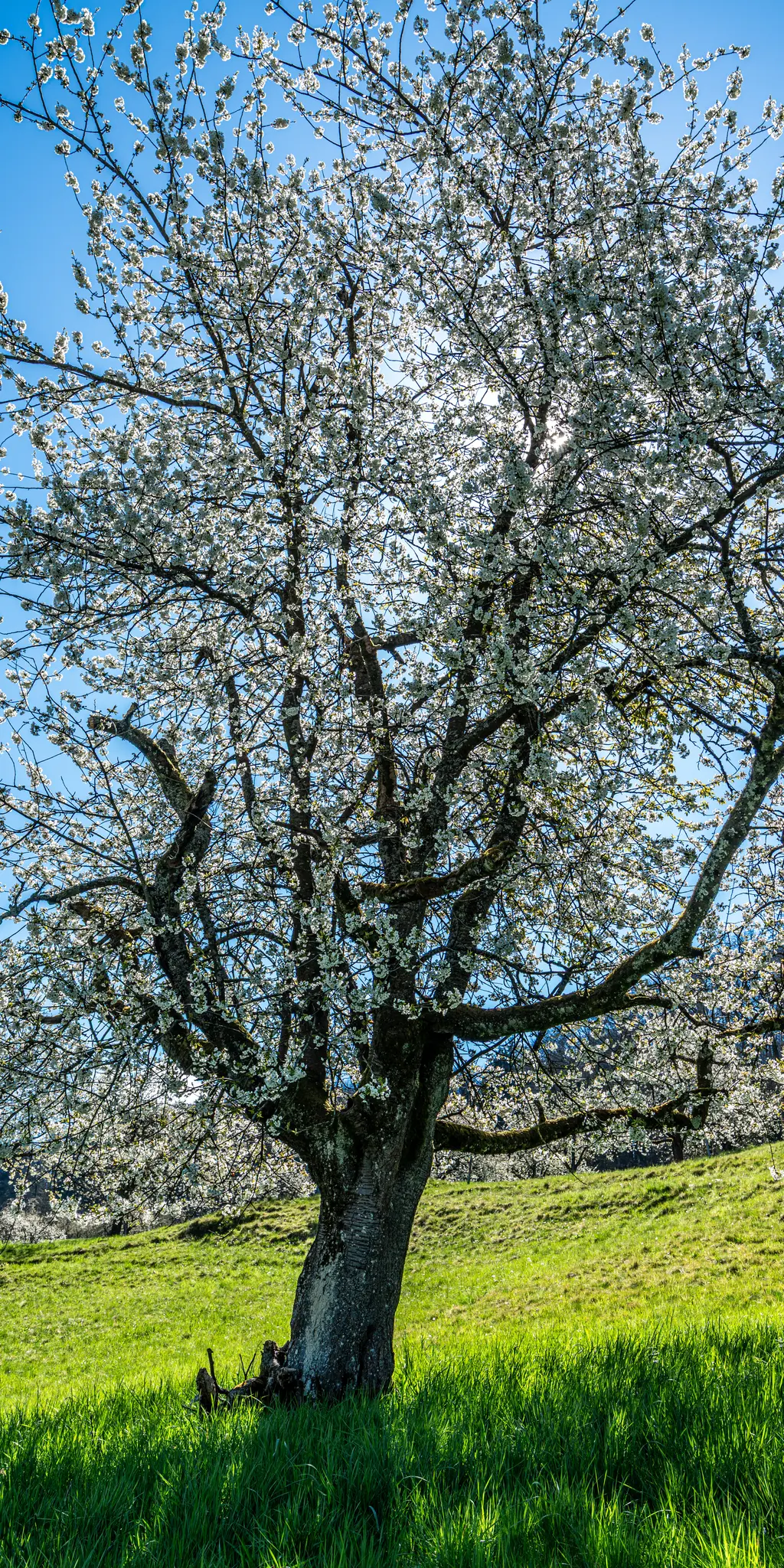 A tall, gnarled tree with a thick trunk is covered in delicate white blossoms against a clear blue sky. Bright green grass…