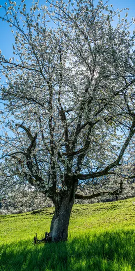 A tall, gnarled tree with a thick trunk is covered in delicate white blossoms against a clear blue sky. Bright green grass…