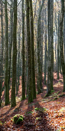 Pystykuva metsästä syksyllä, jossa näkyy lukuisia korkeita, hoikkia puita sammaleisilla rungoilla ja maaperä peitettynä...