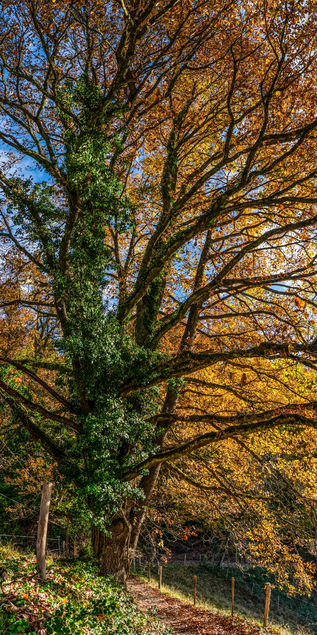 A tall tree with a thick trunk covered in green ivy, surrounded by branches with vibrant yellow and orange autumn leaves. A…