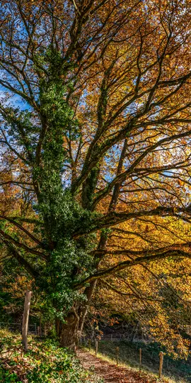 A tall tree with a thick trunk covered in green ivy, surrounded by branches with vibrant yellow and orange autumn leaves. A…