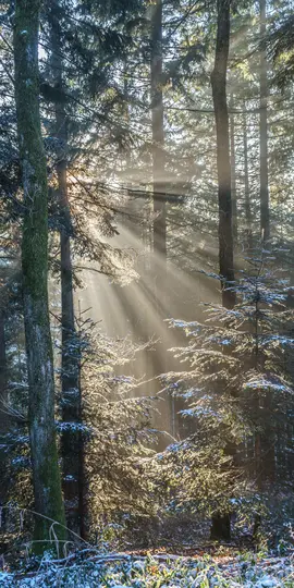 Auringonsäteet tunkeutuvat korkeiden, tummien havupuiden läpi lumisessa metsässä valaisten huurteisia oksia ja maata.