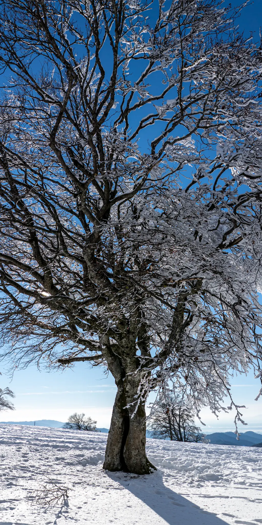A tall, gnarled tree with bare branches heavily coated in snow and ice stands in a field of white snow under a clear blue…