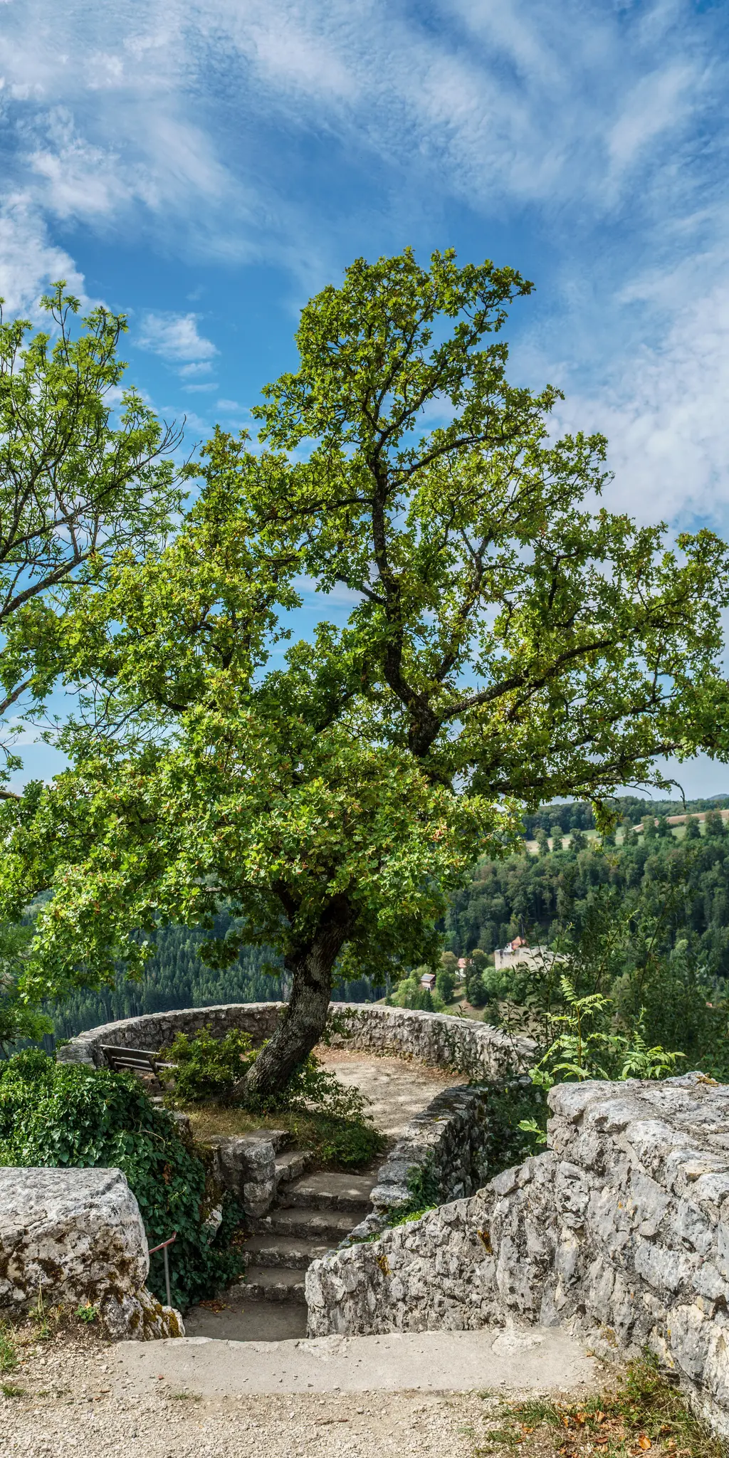 Ένα ζωηρό πράσινο δέντρο με παχύ κορμό στέκεται σε ένα πέτρινο παρατηρητήριο. Από κάτω, απλώνεται μια απέραντη δασώδης