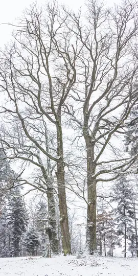 Pystykuva talvisesta metsästä, jossa kaksi suurta, paljasta lehtipuuta etualalla, niiden oksat lumen peitossa.