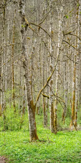 A vertical shot of a forest in spring, showing numerous tall, slender trees with light bark and mossy branches, above a…