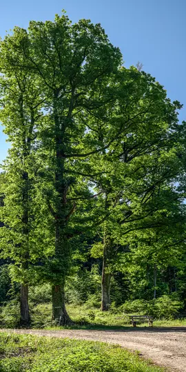 Korkea, vehreä metsä, jonka läpi kiemurtelee polku. Polun oikealla puolella on puinen penkki.