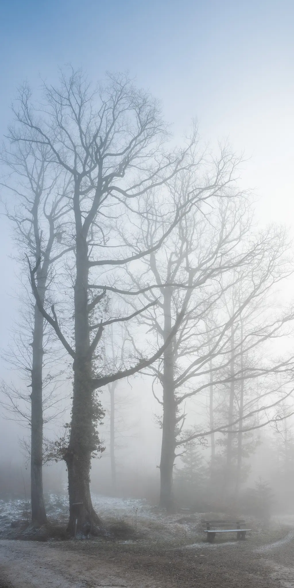 A vertical shot of a misty winter forest. Tall, bare trees with dark branches rise into a pale blue sky. A wooden bench…