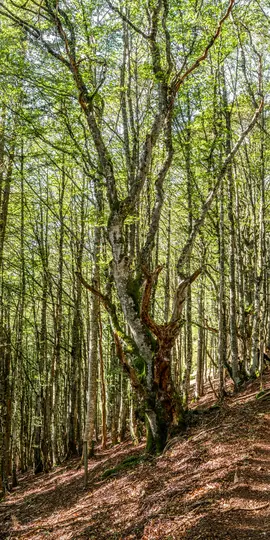Metsässä seisoo korkea, muinainen puu, jonka paksu, käppyräinen runko ja vihreälehtiset oksat ovat vihreiden lehtien