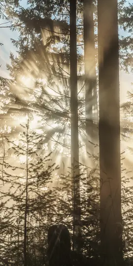 Kultaiset auringonsäteet leikkaavat usvaisen metsän läpi valaisten ylhäältä korkeita ikivihreitä puita ja pienempiä taimia.