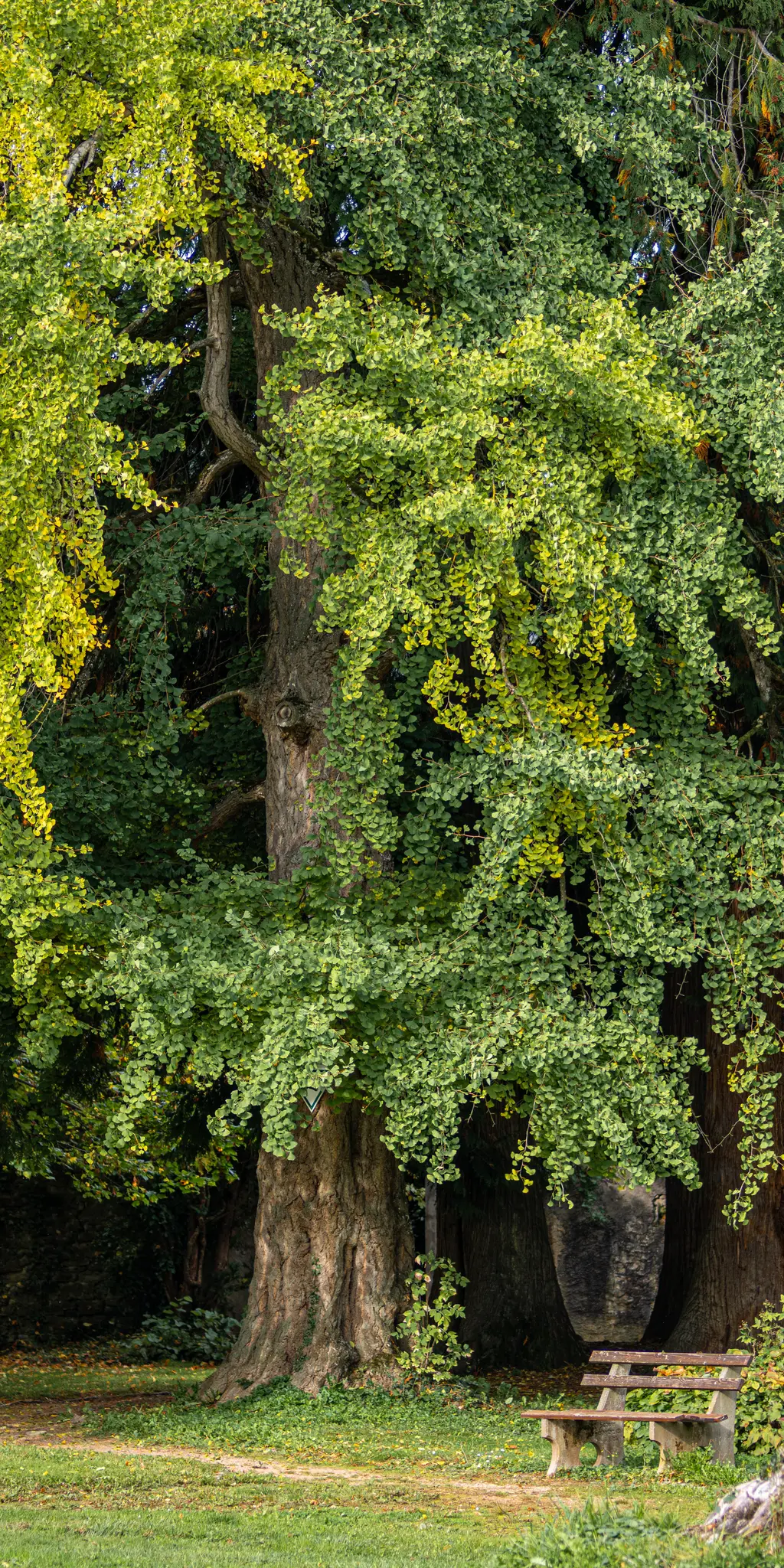 Ένα μεγάλο δέντρο Ginkgo με ζωηρά πράσινα και κίτρινα φύλλα κυριαρχεί στο κάδρο, με ένα ρουστίκ ξύλινο παγκάκι από κάτω.