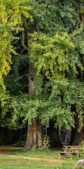 Suuri ginkgopuu, jonka eloisat vihreät ja keltaiset lehdet hallitsevat kuvaa, ja sen alla on maalaismaisen näköinen puinen