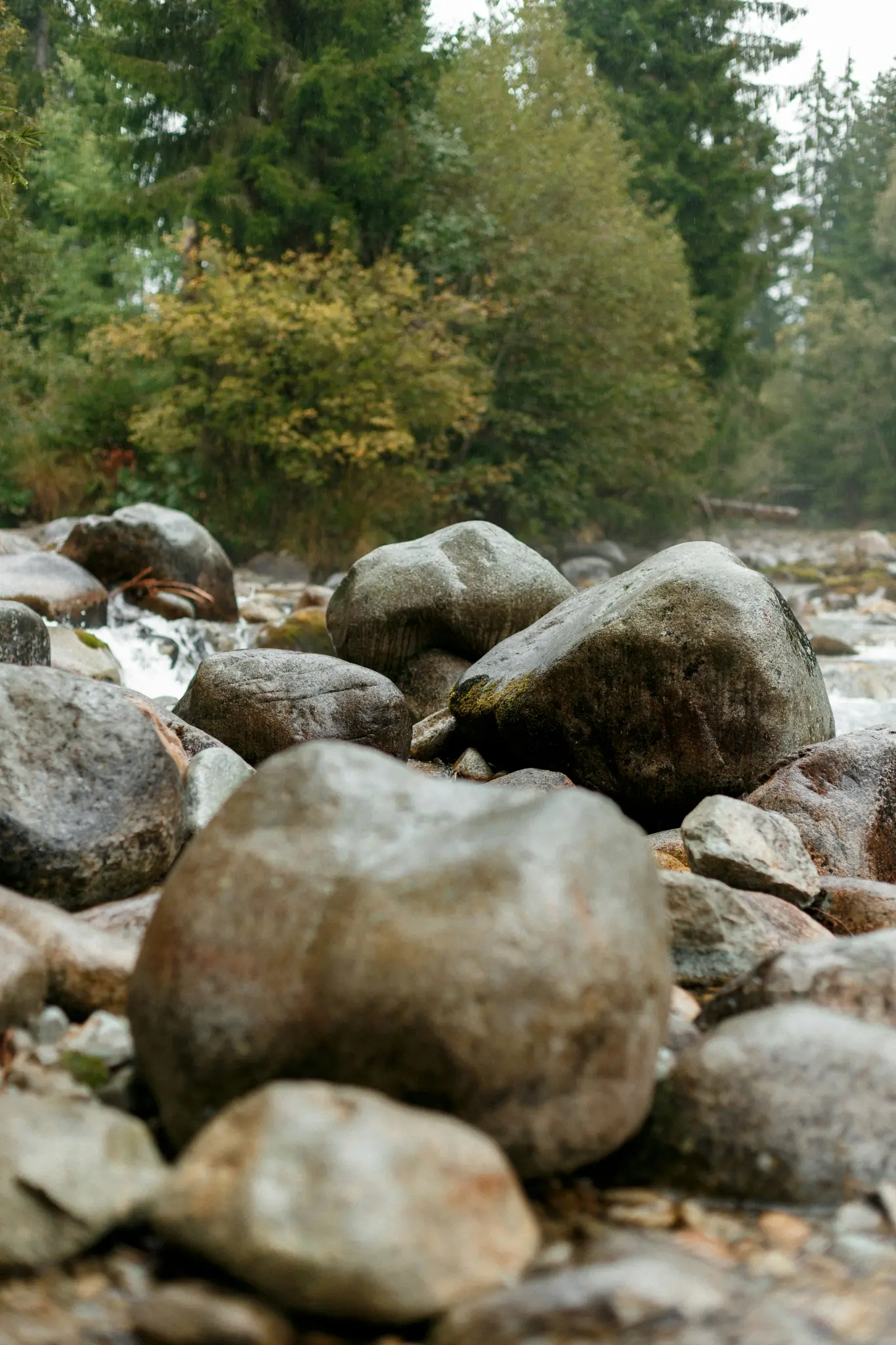 Una ripresa ravvicinata, da un'angolazione bassa, di rocce di fiume bagnate e lisce in primo piano, con una foresta sfocata e