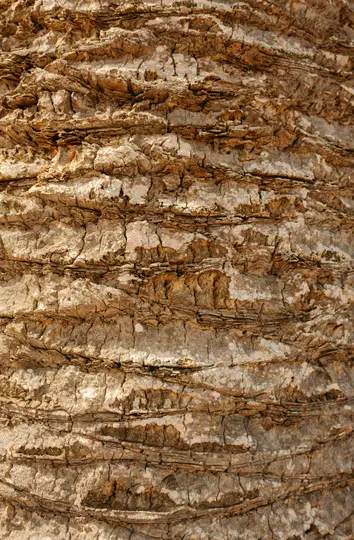 O fotografie detaliată de aproape a trunchiului unui palmier, arătând textura sa aspră, stratificată și adânc șanțurată în