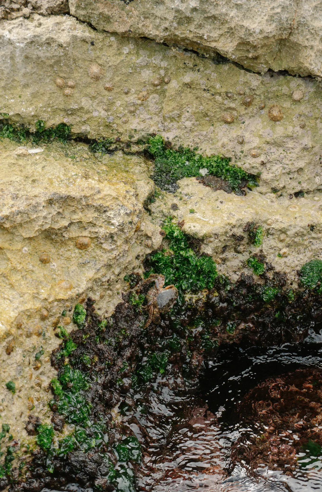 Een close-up van een kleine krab op een getextureerde, lichtbruine rots bedekt met vlekken van heldergroene en donkerbruine