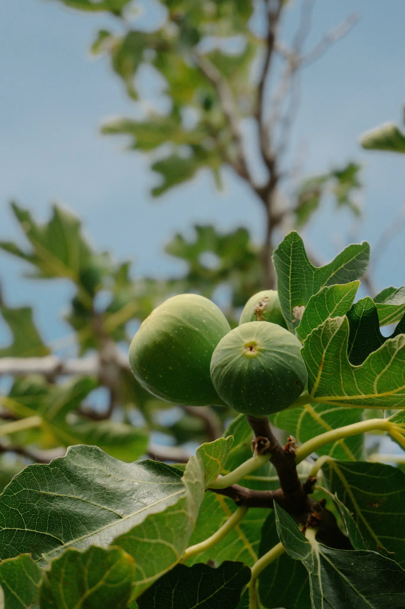 Een close-up van verschillende onrijpe groene vijgen die aan een tak van een vijgenboom hangen, omringd door grote groene